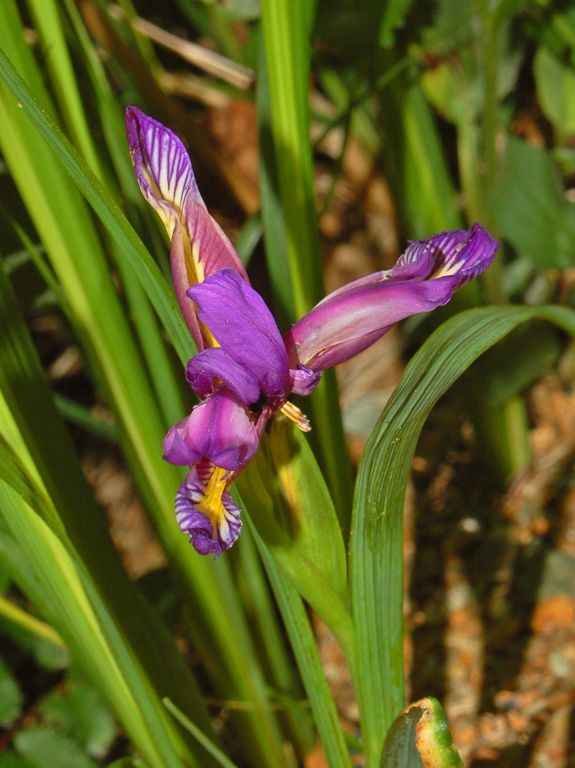 Iris graminea